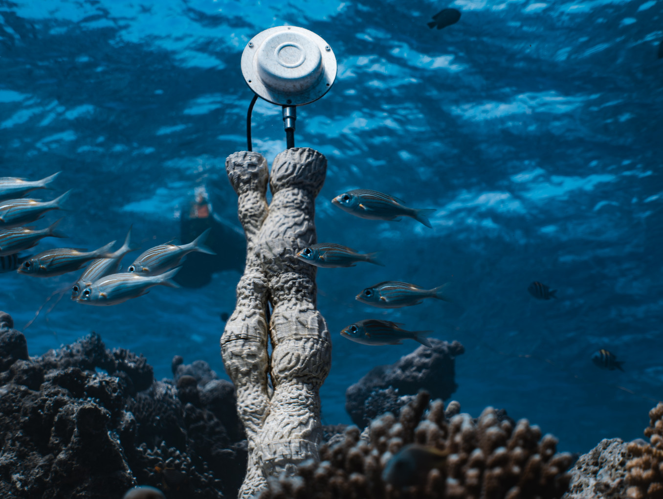 Coral Sonic Resilience explores how the soundscapes of healthy coral reefs can support the recovery and regeneration of damaged ecosystems