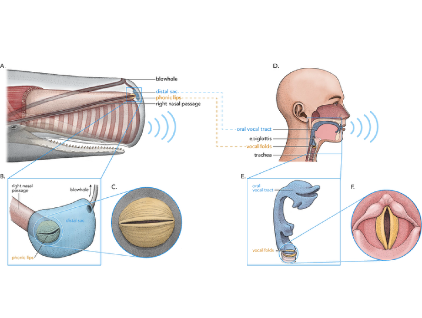 Parallels in human vowel and sperm whale coda vowel production