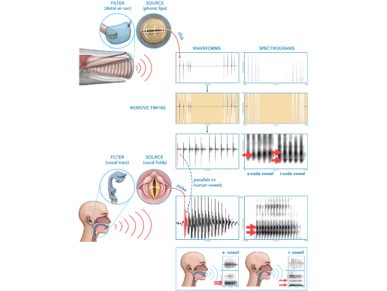 Human Vowels and Sperm Whale Codas: Production and Acoustics