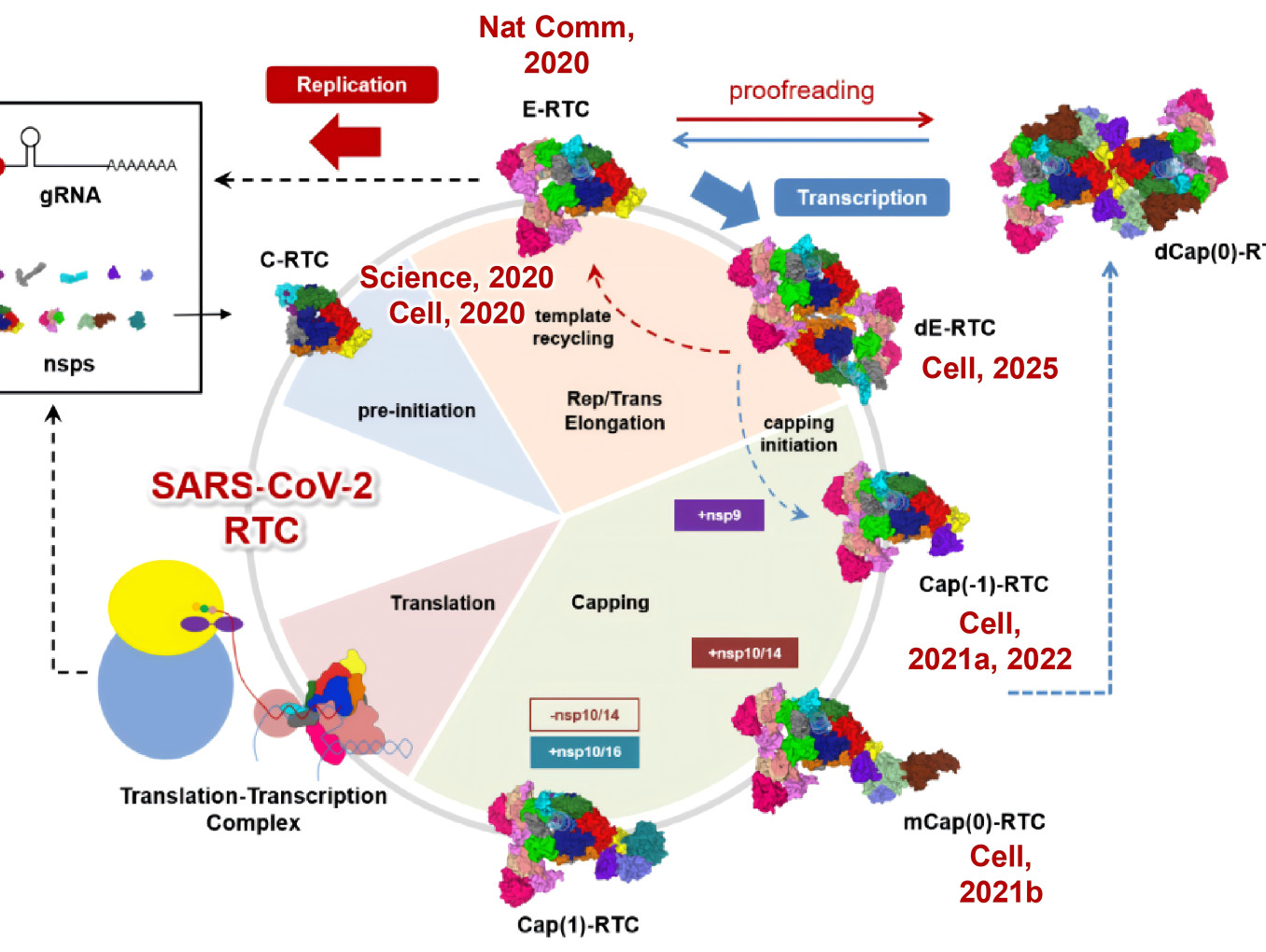 Structural Cycle of the SARS-CoV-2 Viral Replication–Transcription Complex