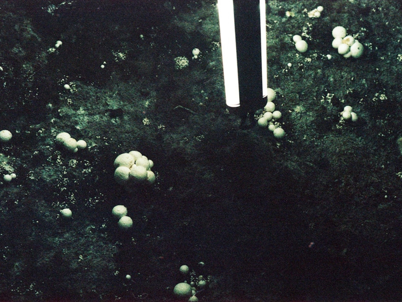 Fungi growing under artificial lighting