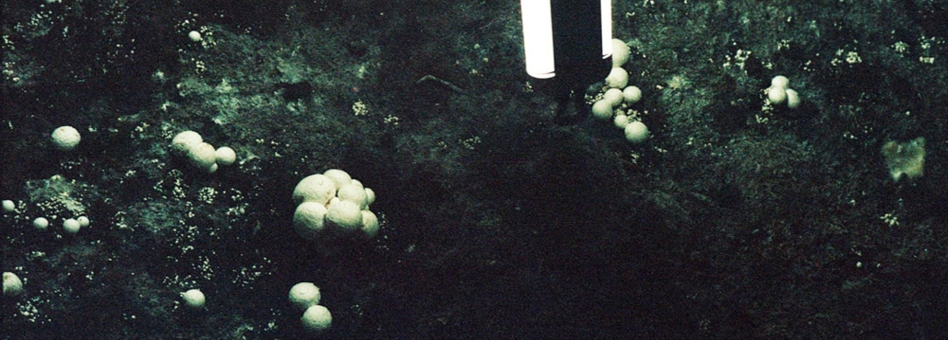 Fungi growing under artificial lighting
