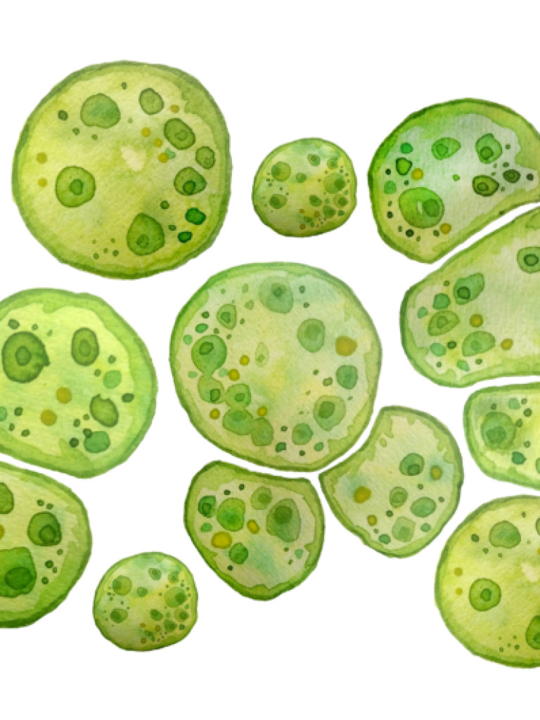 A horizontal band of various-sized, irregularly shaped green and yellowish-green cells, resembling microalgae or plant cells, on a white background. Each cell contains multiple darker green, circular or amorphous structures within it. The cells are clustered together, creating a vibrant, organic pattern.
