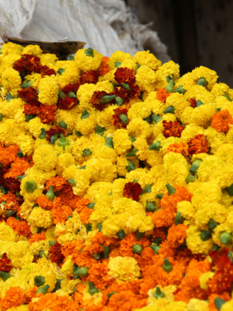 Kanpur Flowercycling