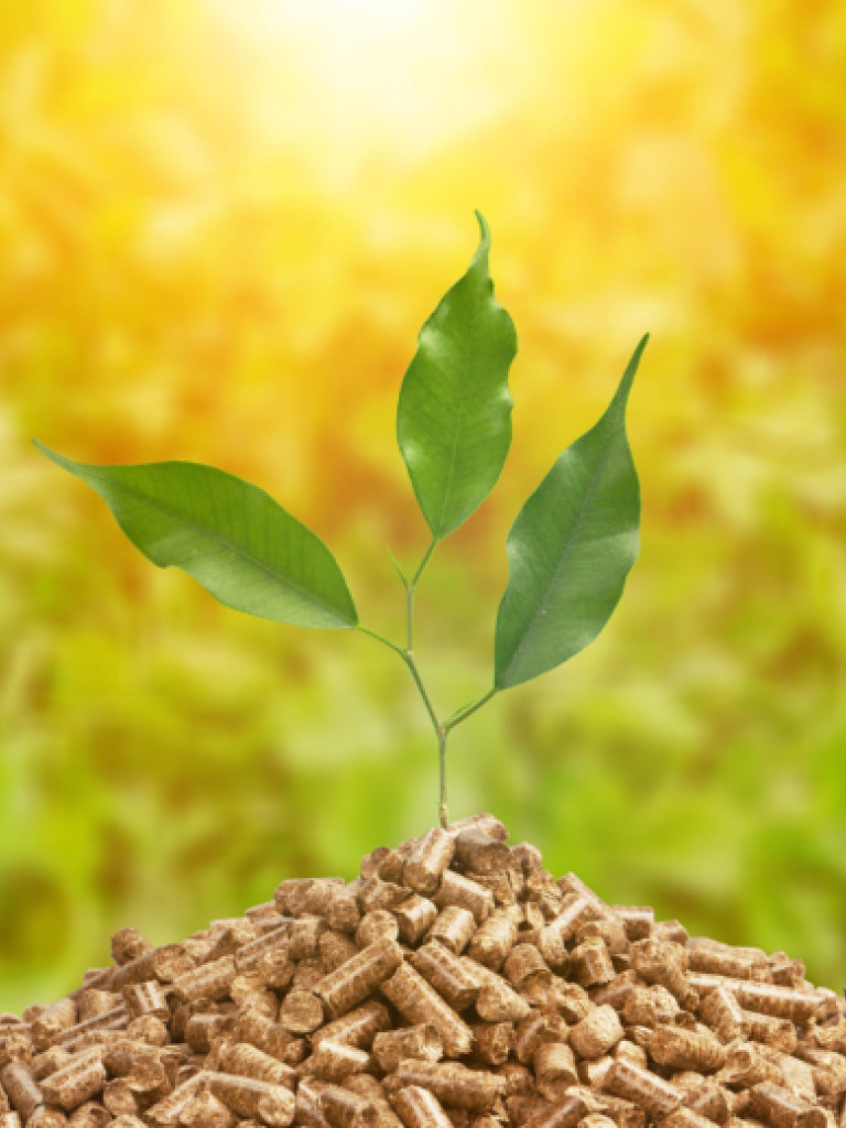 A single green plant with three leaves sprouts from a mound of brown wood pellets, symbolizing sustainable energy or growth from biomass. The background is a blurred, lush green field bathed in a warm, golden sunlight from the top, enhancing the sense of nature and renewable resources.