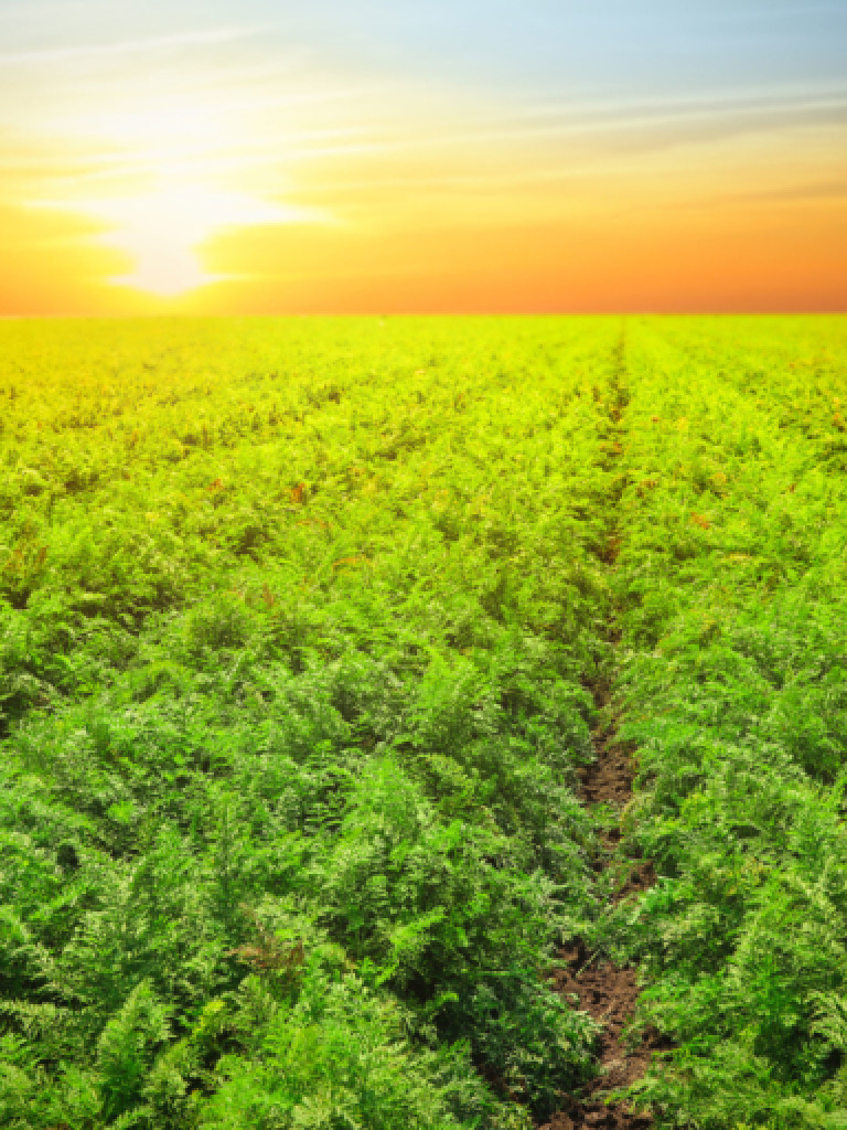 A vibrant green field stretches towards the horizon under a setting sun. The field appears to be cultivated, with visible rows of what look like young plants or crops. The sky is a gradient of orange and yellow near the horizon, fading into a pale blue higher up.