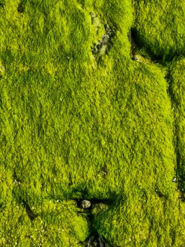 A close-up, top-down view of a textured surface, possibly rocks or concrete blocks, heavily covered in bright, vibrant green moss or algae. The green growth is thick and somewhat clumpy, highlighting the uneven surface beneath. Some darker, damp areas and small bits of debris are visible within the green.