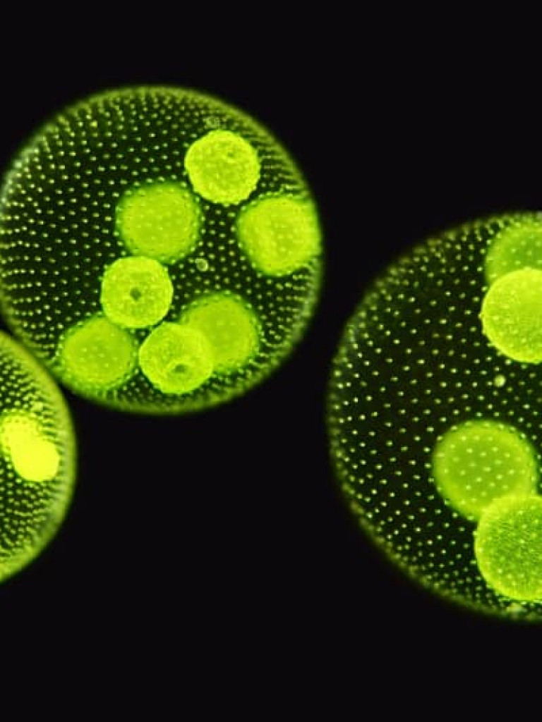A magnified view of three spherical, green microbial colonies, likely Volvox or similar algae, against a dark background. Each large sphere contains several smaller, bright green daughter colonies within it. The outer surface of the spheres appears textured with tiny dots, possibly representing individual cells or cilia.