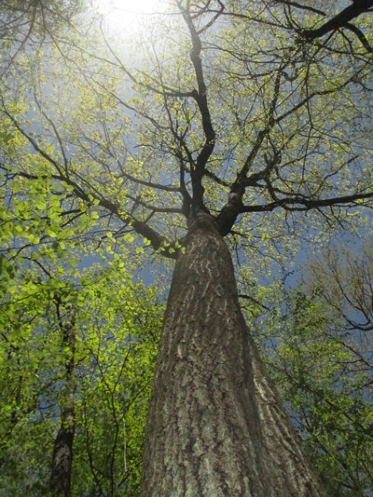 Witness Tree Project