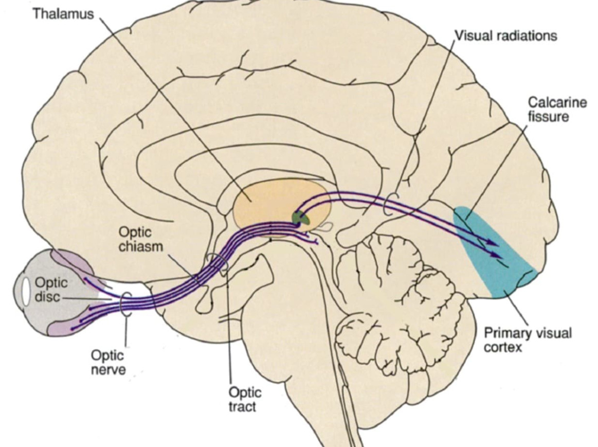 Picture of brain nerve