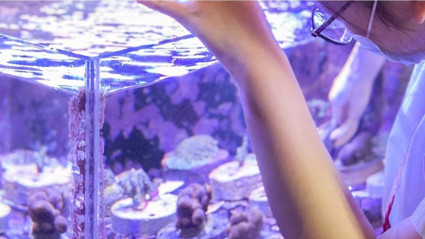 Woman tending to a coral farm