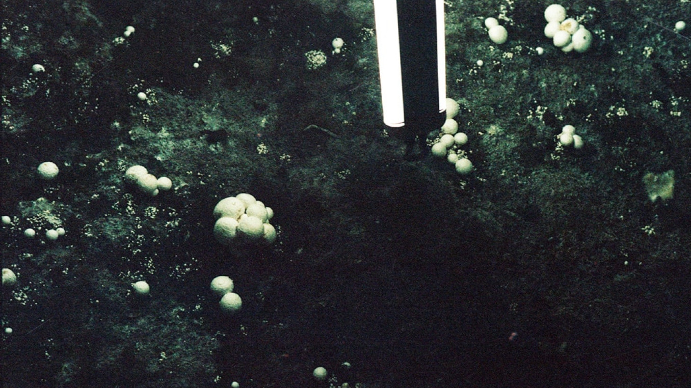 Fungi 